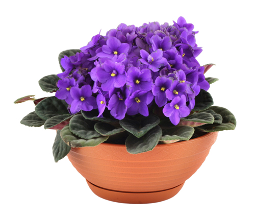 clipart african violets - photo #32